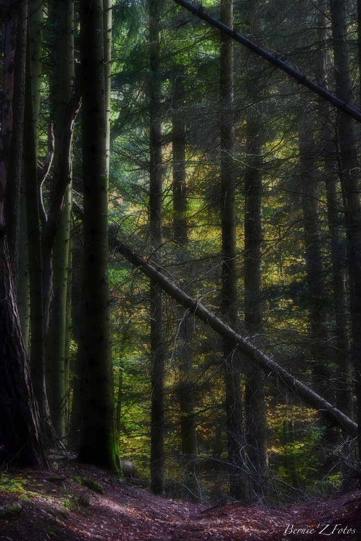 Automne en forêt