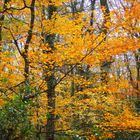 automne en forêt