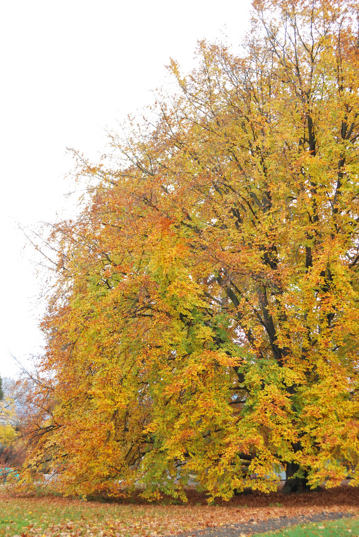 Automne en grand