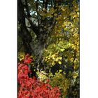 AUTOMNE EN LURE COULEURS AUTOMNALES OPUS 1 IMPRIMABLE