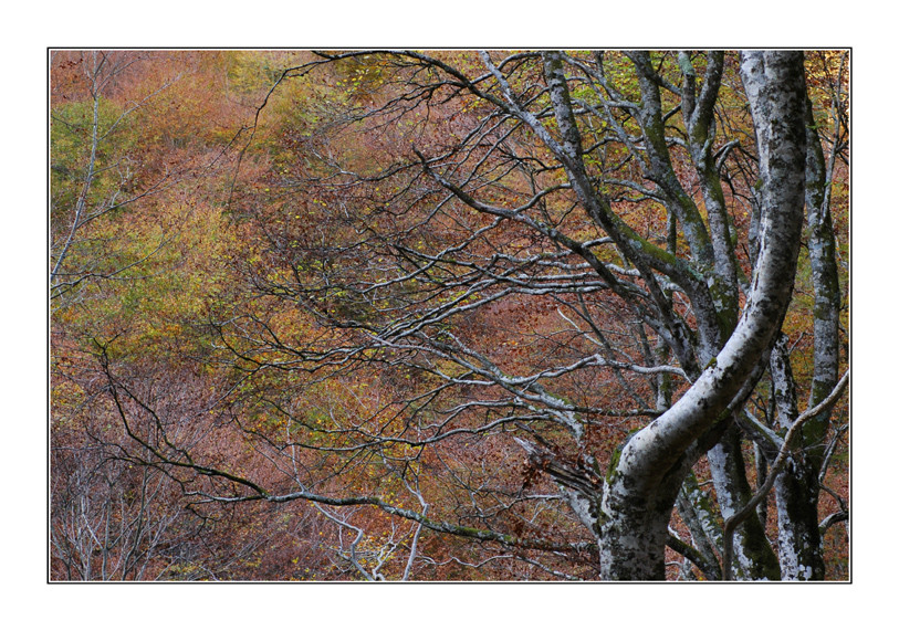 Automne en montagne