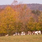 automne en moyenne montagne