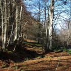 automne en vallée d'orlu - dept 09 france