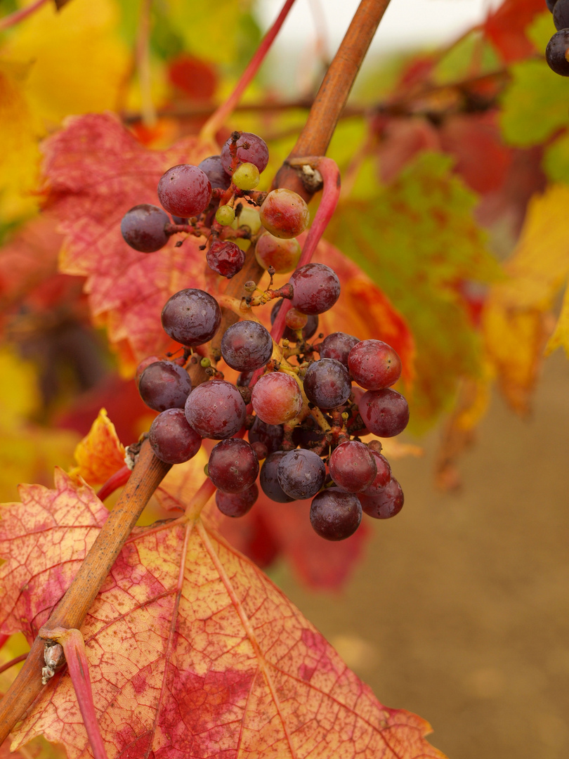 Automne et vendange une merveilleuse palette de couleur