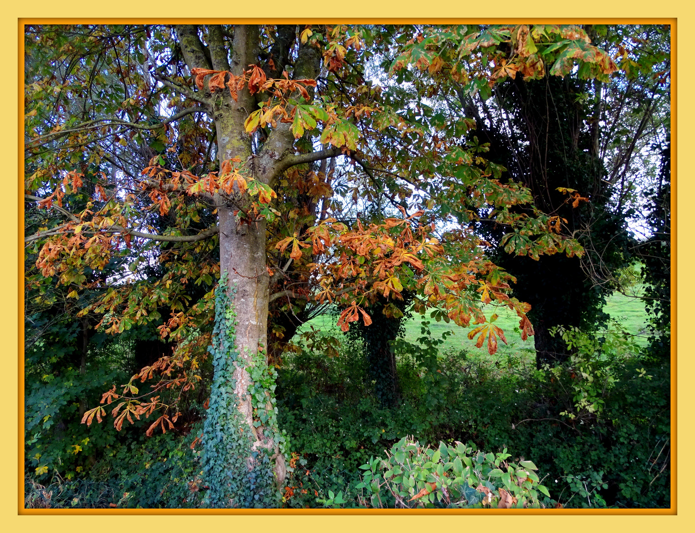 Automne flamboyant