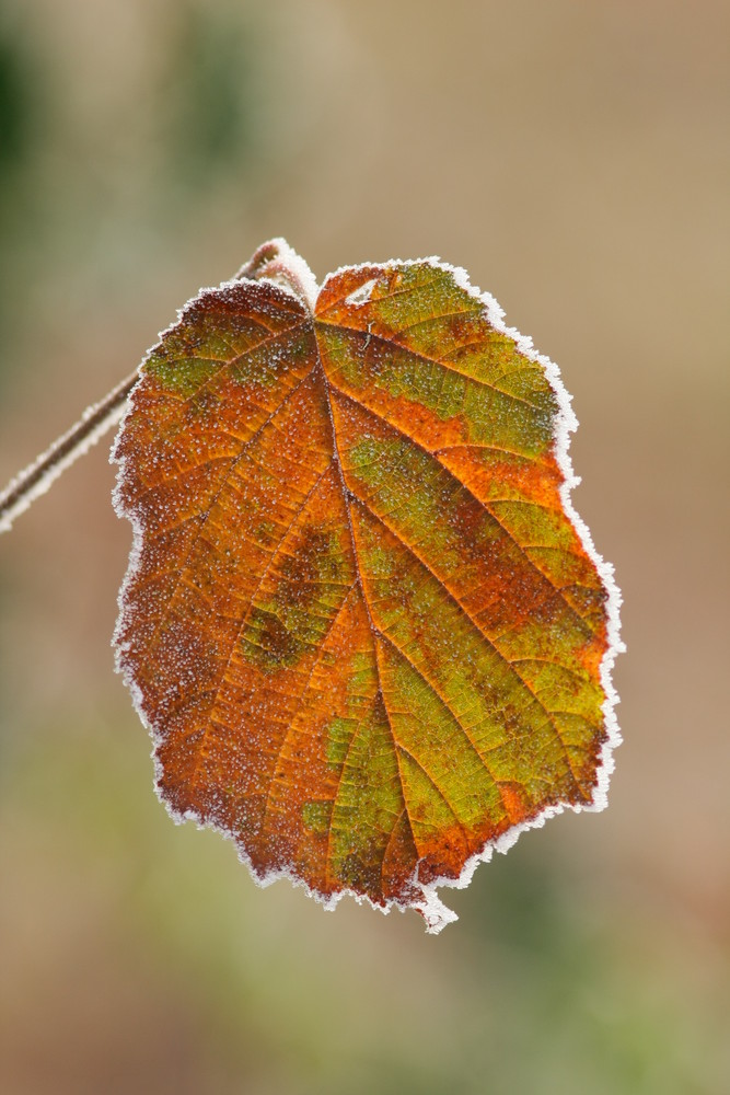 automne gelé