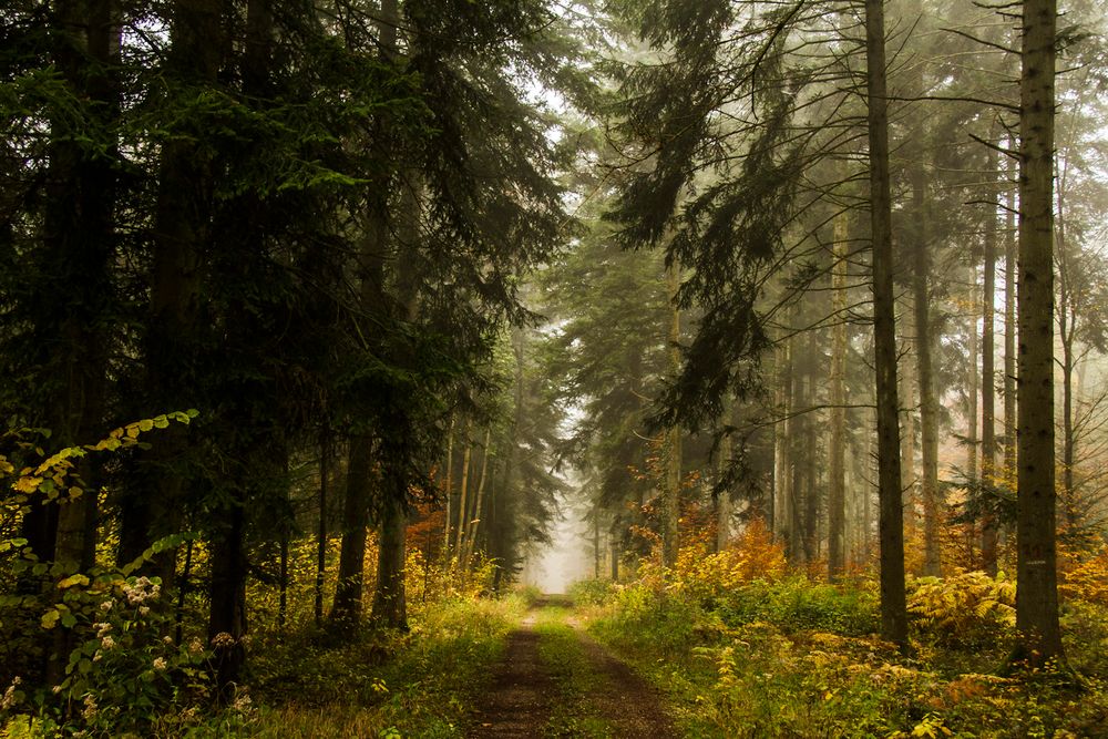 Automne magique chez nous!