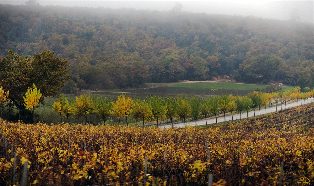 Automne matinal au bord de la route .