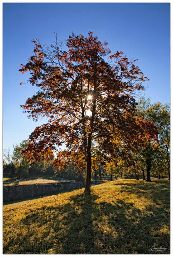 Automne Neuf-Brisach