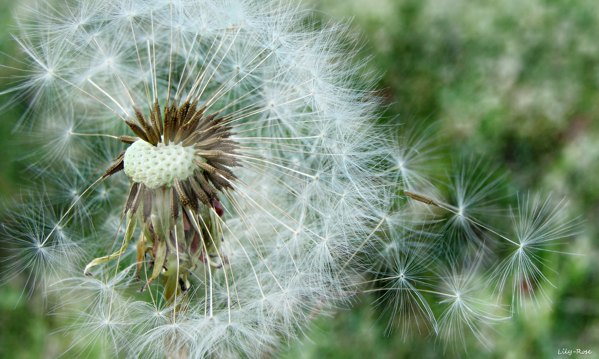 ... Automne Omis ...