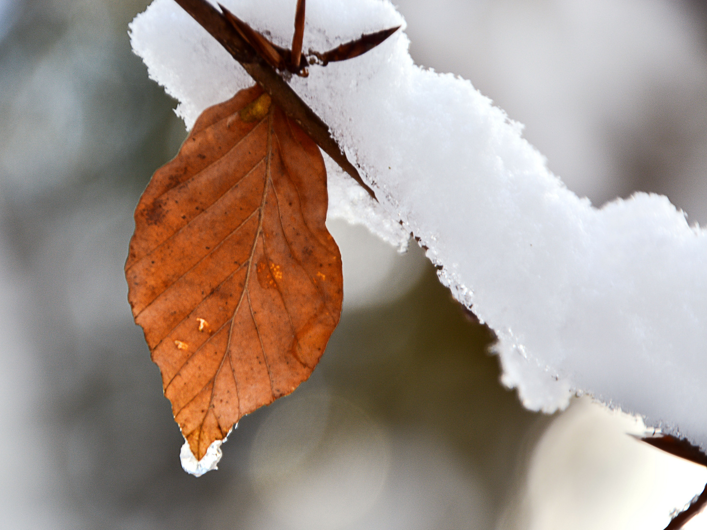 automne ou hiver?