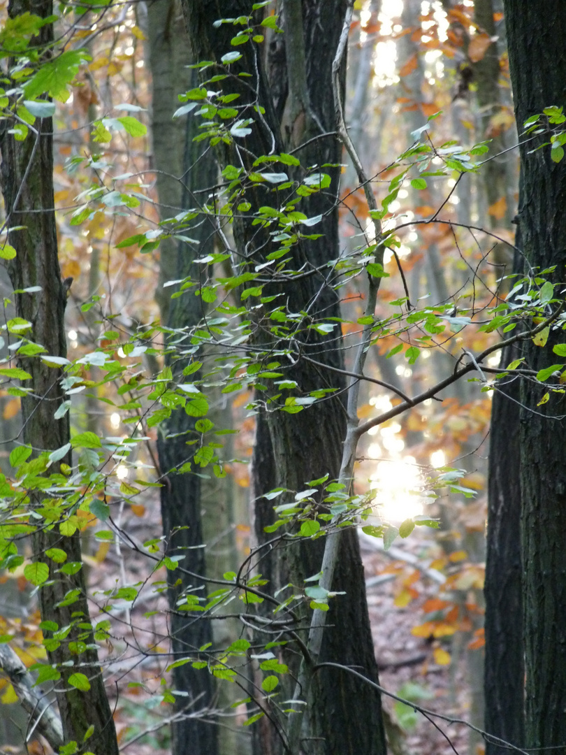 Automne...... oui mais pas encore pour tout le monde !!!!!