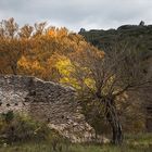 Automne prés du vieux mur