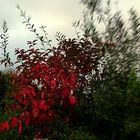 Automne Rouge