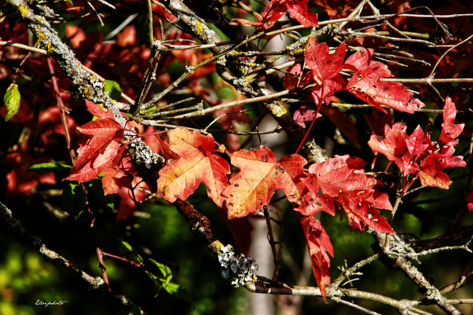 Automne rouge