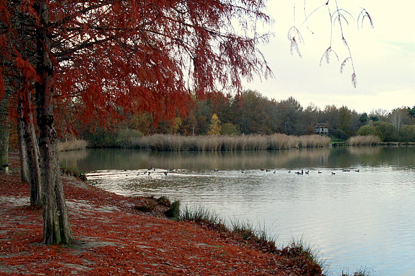 AUTOMNE ROUGE