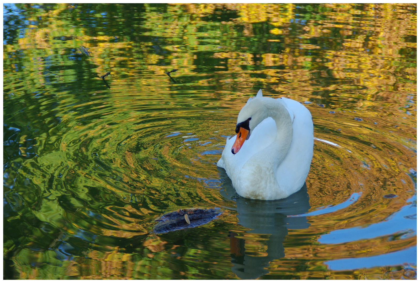 Automne sur le lac !