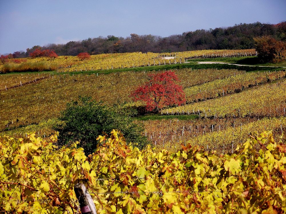 AUTOMNE SUR LE VIGNOBLE JURASSIEN