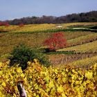 AUTOMNE SUR LE VIGNOBLE JURASSIEN