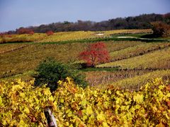 AUTOMNE SUR LE VIGNOBLE JURASSIEN