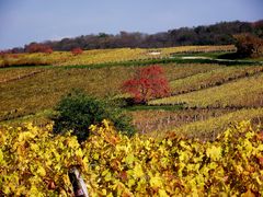 AUTOMNE SUR LE VIGNOBLE JURASSIEN