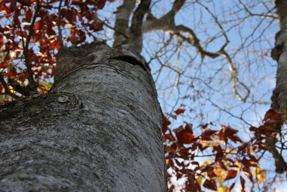 Autoportrait d'un arbre...