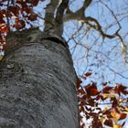 Autoportrait d'un arbre...