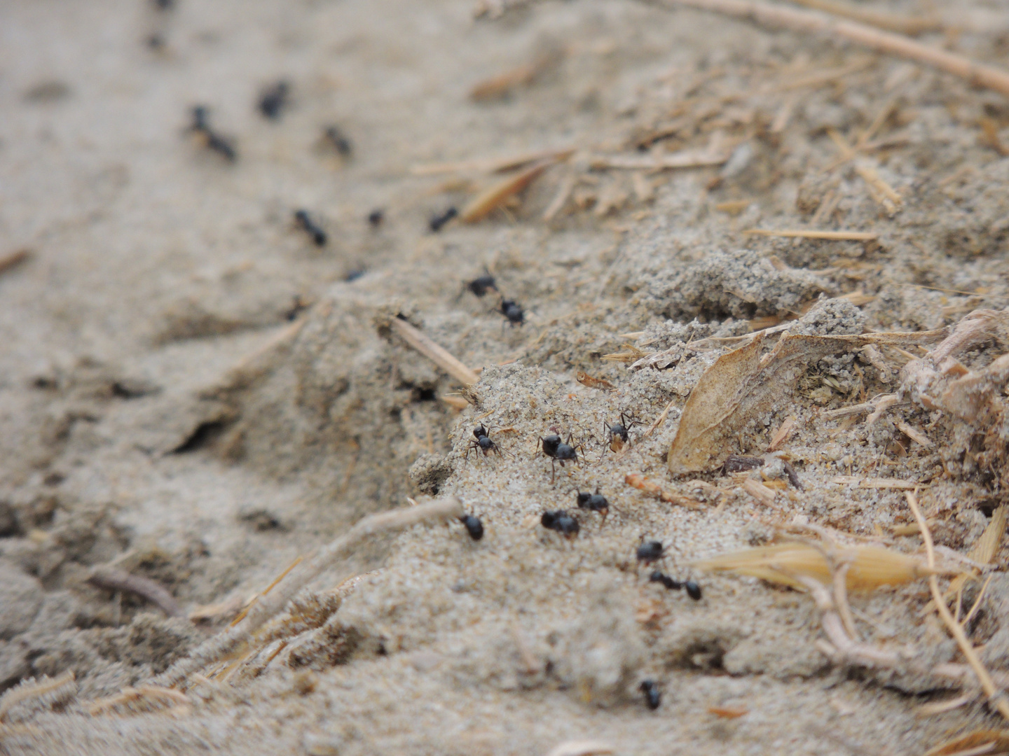 Autoroute de fourmis