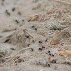 Autoroute de fourmis