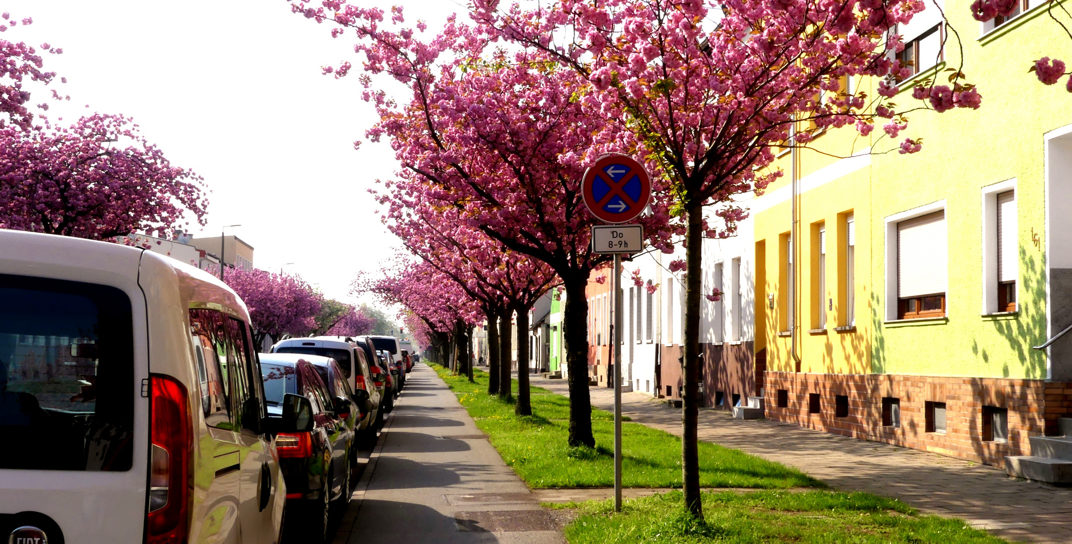 Autos und Blüten...