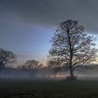 Autos zwischen Bäumen und Nebel