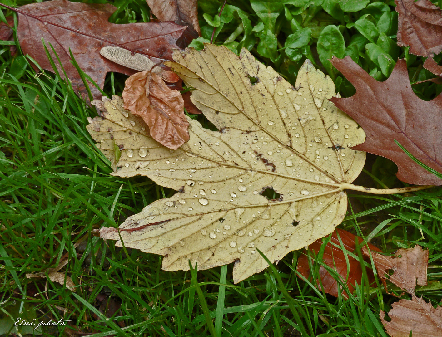 Autre feuille d'automne