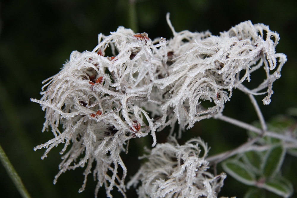 autre fleur de givre