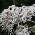 autre fleur de givre