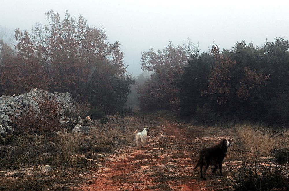 Autre matin , autre brouillard .