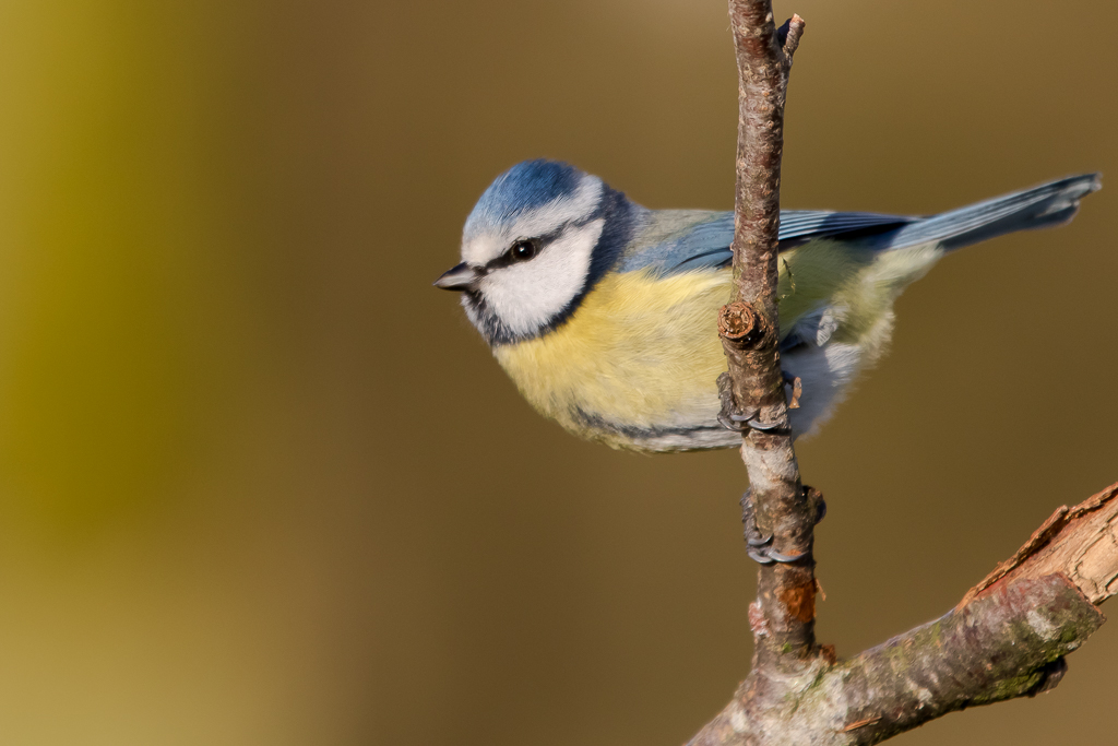 Autre ptite bleue