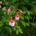 autre variété de Fushia