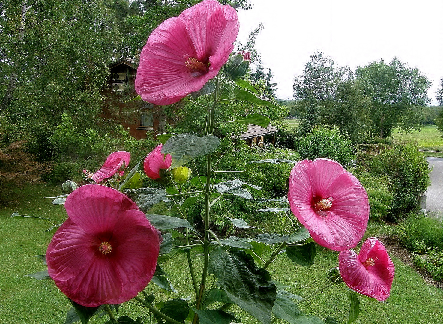 autres hibiscus à grandes fleurs