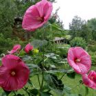 autres hibiscus à grandes fleurs