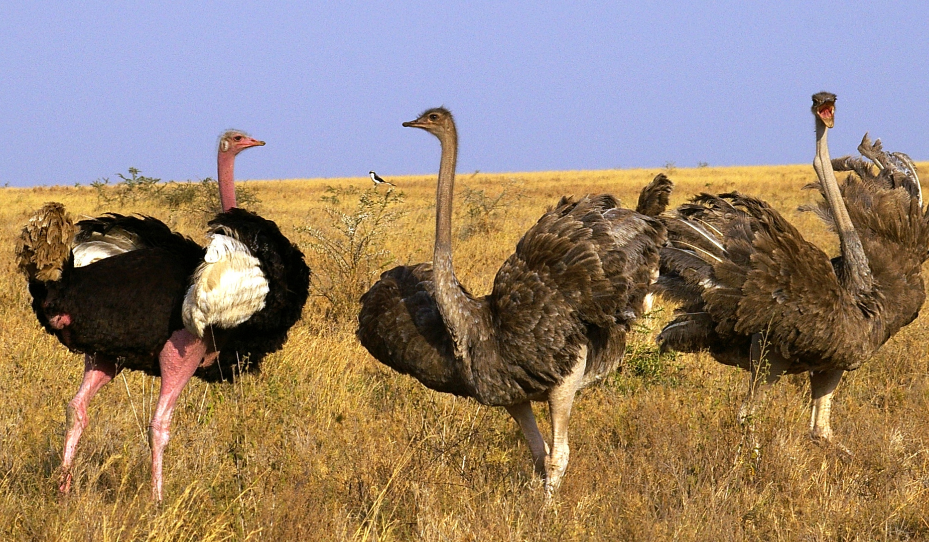 Autruches dans le parc du Serengéti en Tanzanie