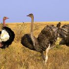 Autruches dans le parc du Serengéti en Tanzanie