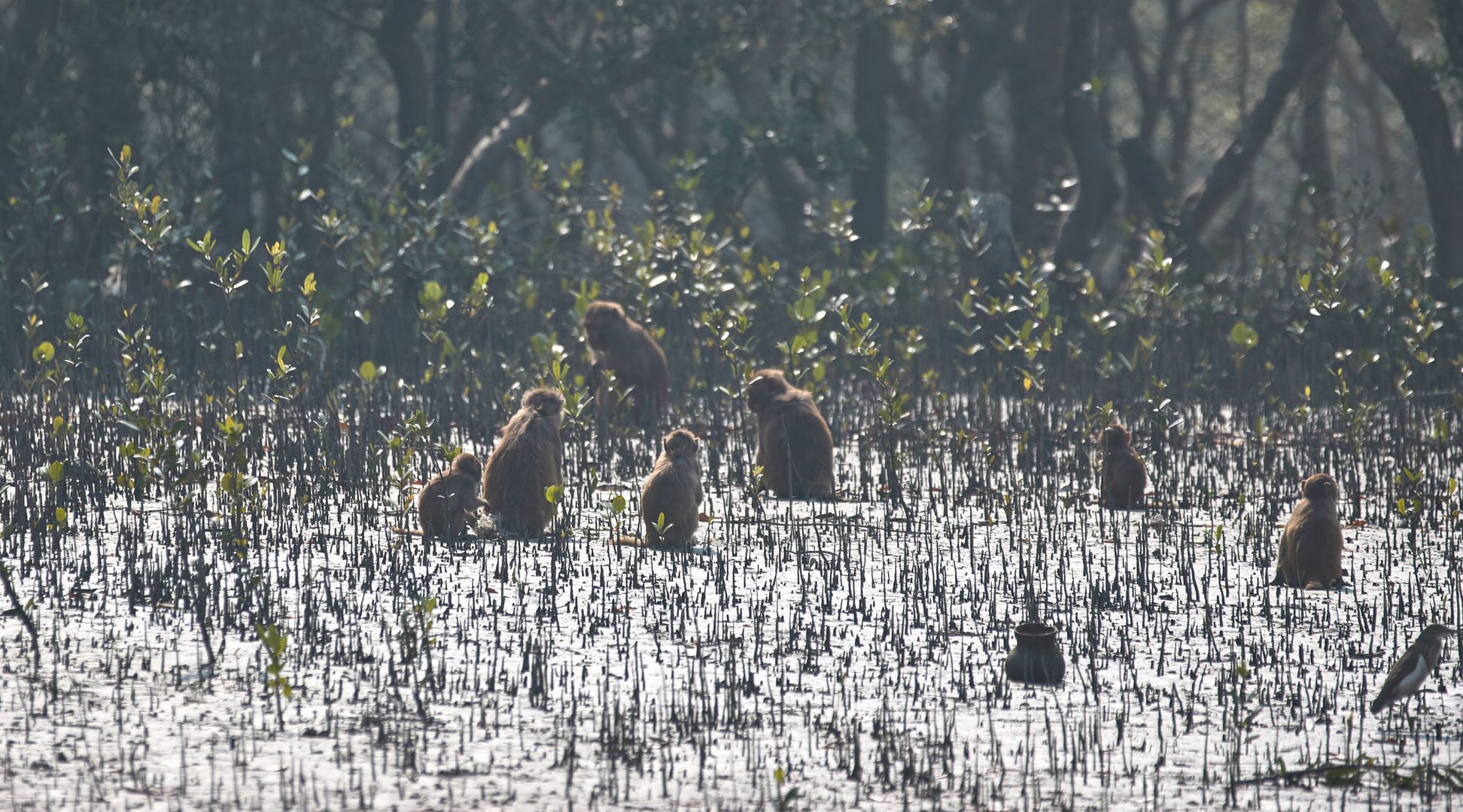 Autsch... Foto & Bild world, natur, affen Bilder auf
