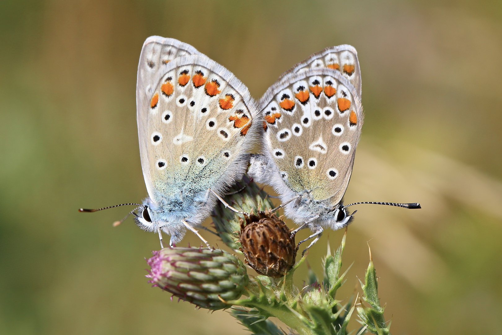 Autsch: Liebelei auf Distel