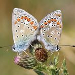 Autsch: Liebelei auf Distel