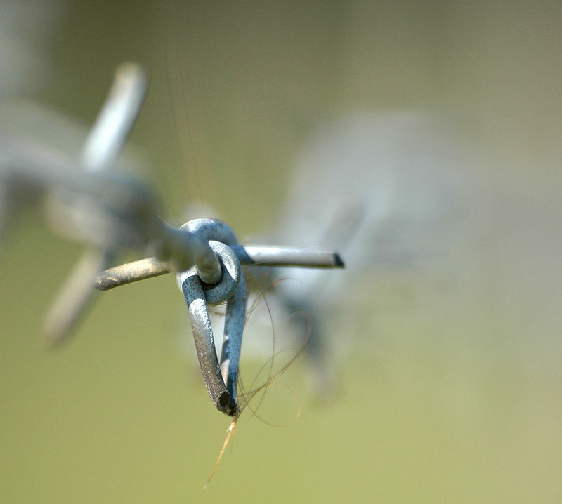 autsch Stacheldraht