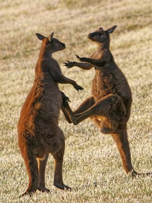 Autsch! Volltreffer.