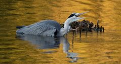 Autsch, Wasser ist nass