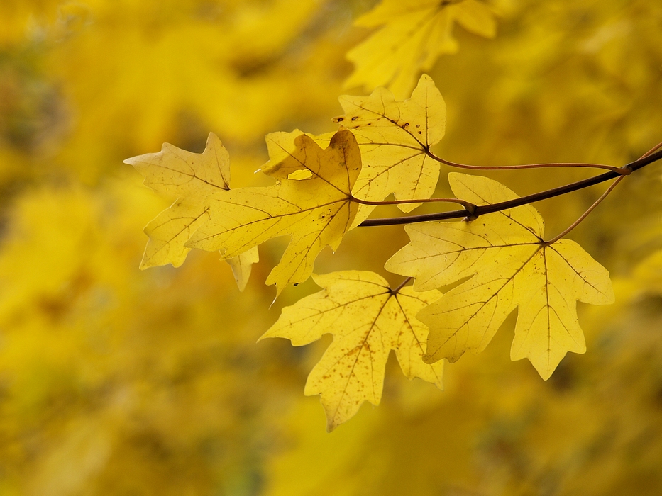 Autum by Wienerfotogräfin 