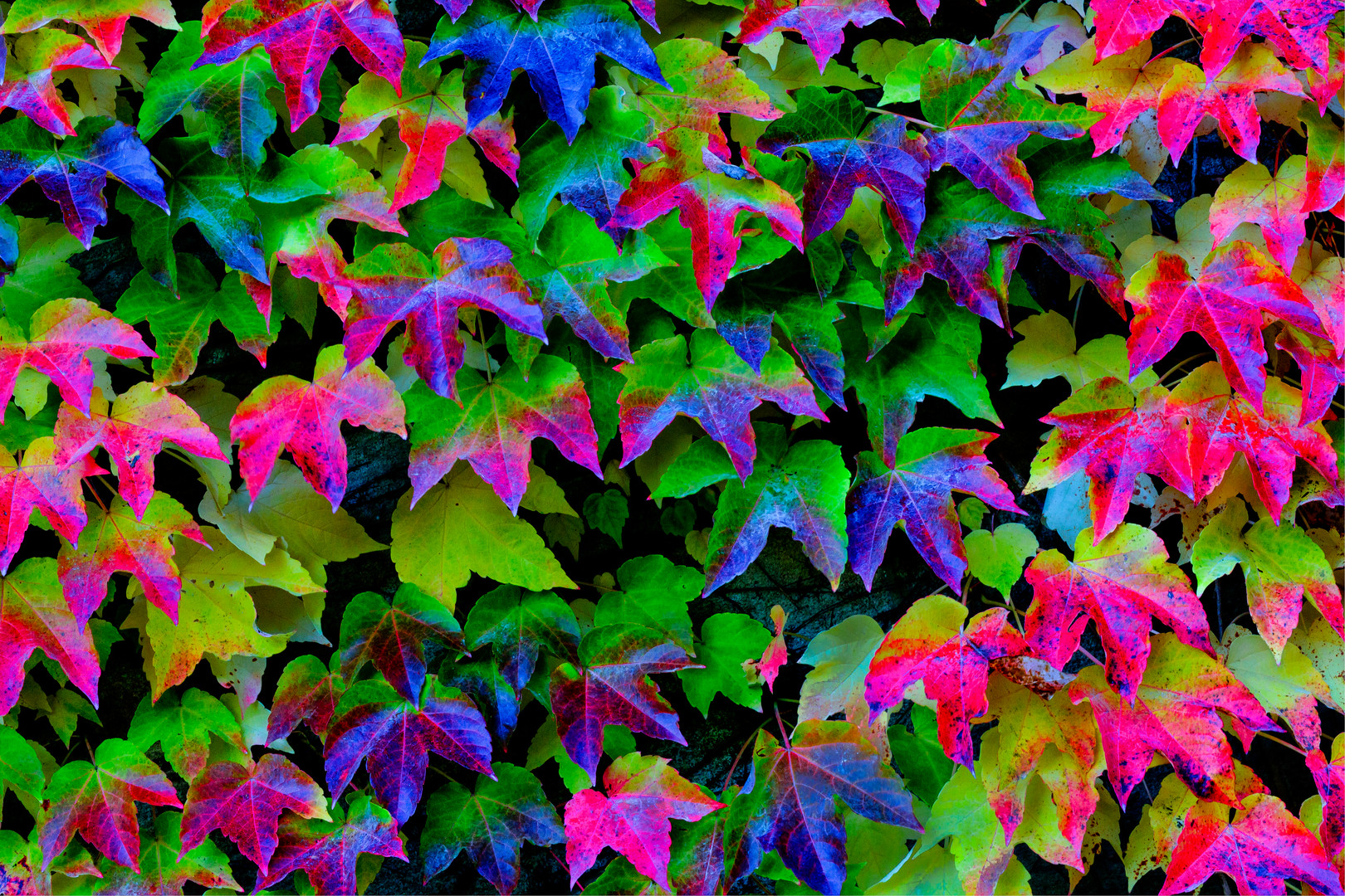 Autum Colors 2