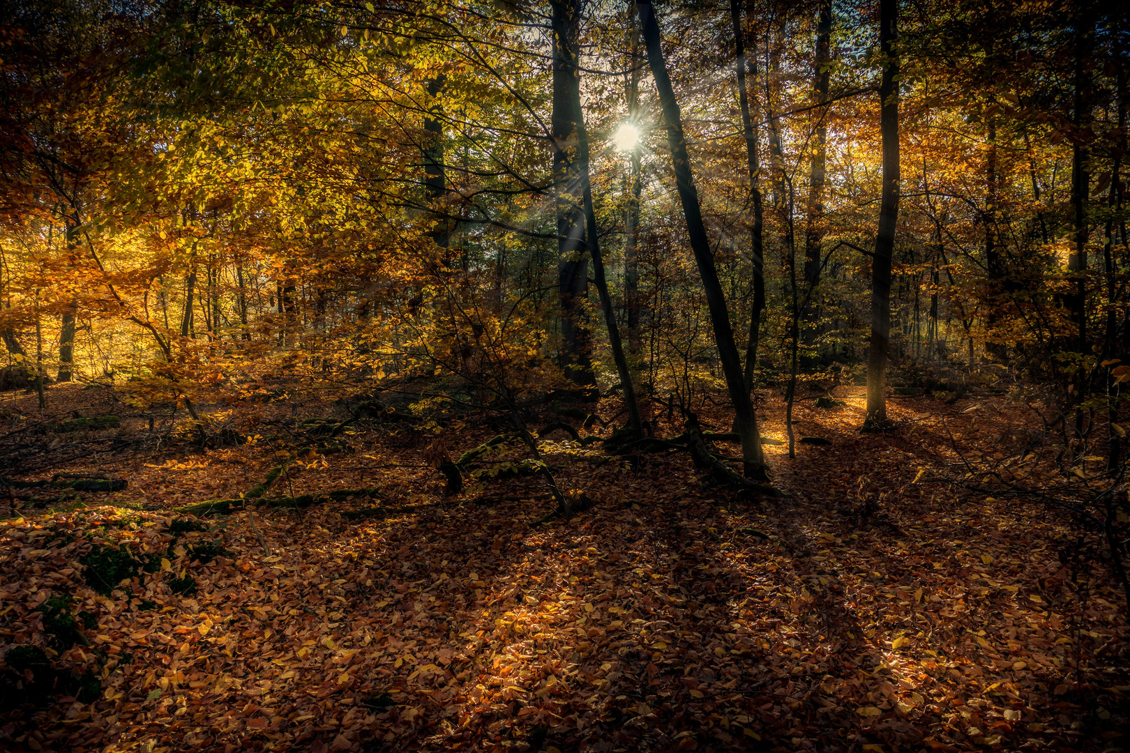 AUTUM FOREST